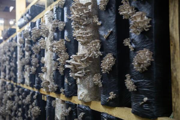 mushroom cultivation